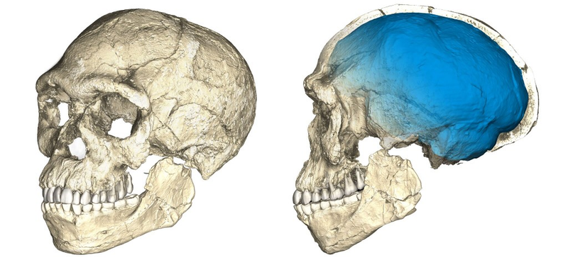 Two views of a composite reconstruction of the earliest known Homo sapiens fossils from Jebel Irhoud (Morocco) based on micro computed tomographic scans of multiple original fossils. (Credit: Philipp Gunz, MPI EVA Leipzig)
